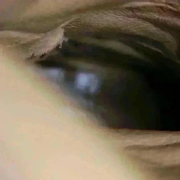 VINTAGE FRYE Brown Knee High Fold Over Riding Boots Buckle Back Women 5.5 - 6 - Picture 4 of 16